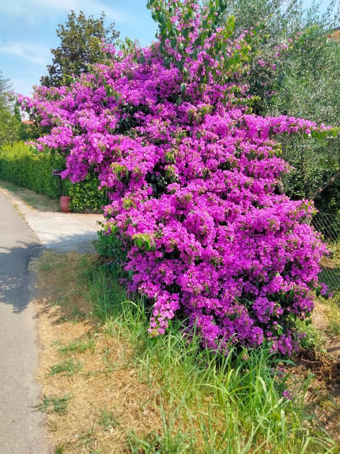 Casa Vacanze “Bouganville” Loc Avane Pisa Vecchiano Bagian luar foto